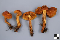 Cortinarius neocallisteus image